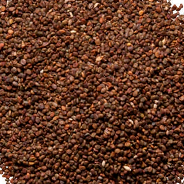 Astragali Complanti Semen 