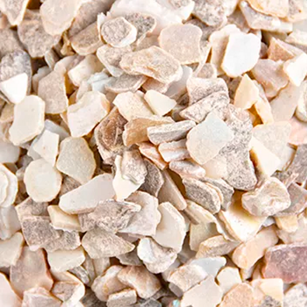 Margaritifera Concha 