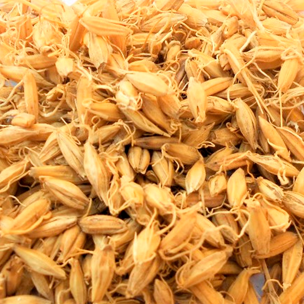 Hordei Fructus Germinatus 