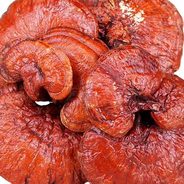 Ganoderma 