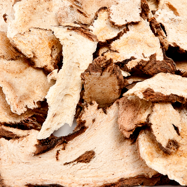 Angelicae Sinensis Radix 