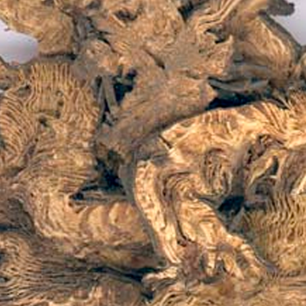 Cimicifugae Rhizoma 