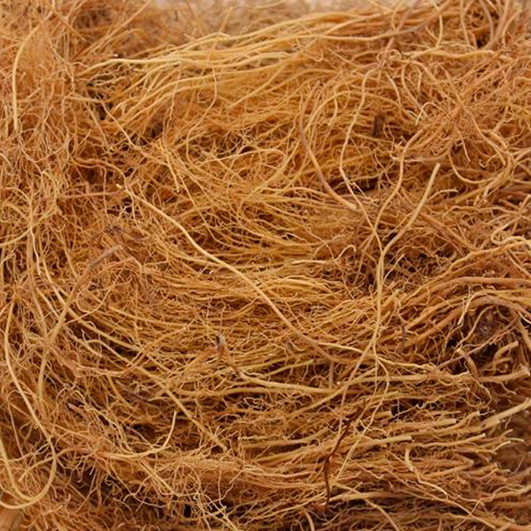 Asari Radix et Rhizoma 